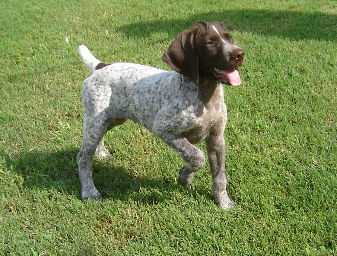 wildrose german shorthairs